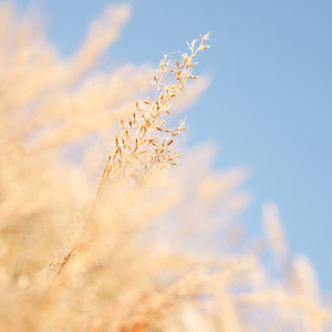 农民伯伯2免费完整版
